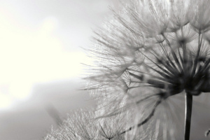 flor